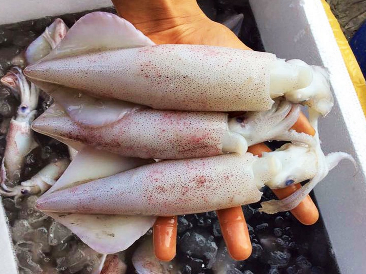 Shipping fresh seafood, far away has never been a simple thing