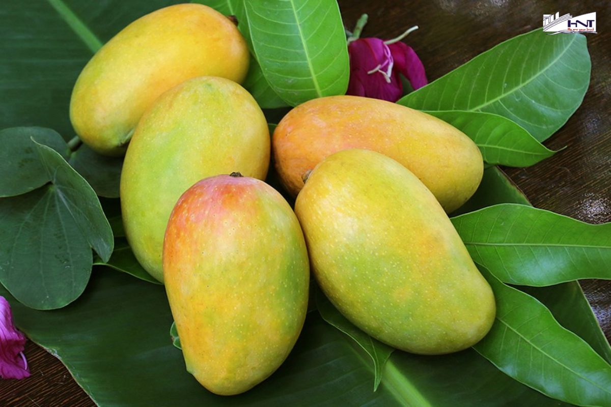 Korean accept import many types of mangoes from Vietnam