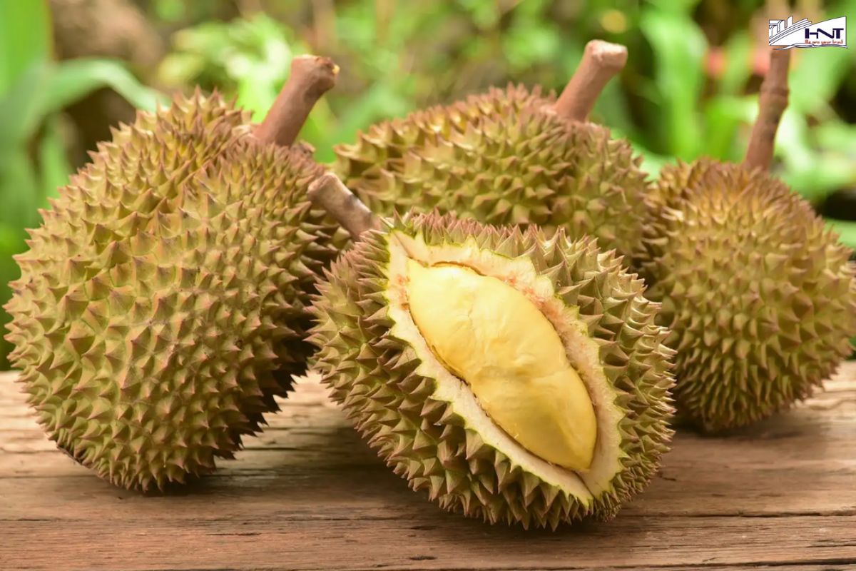 Durian is a fruit with a distinctive flavor and a strong aroma.