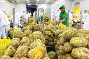 Exporting Fruits to China: An Overview