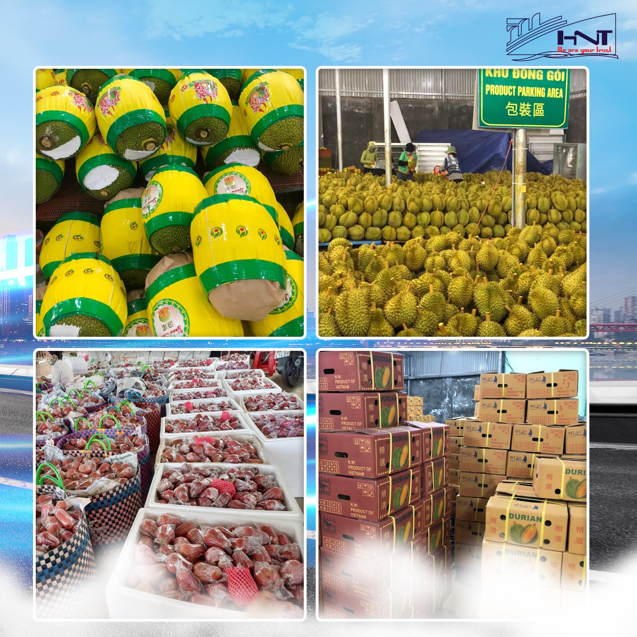 HNT Logistics has more than 12 years of experience delegating export fresh fruit.