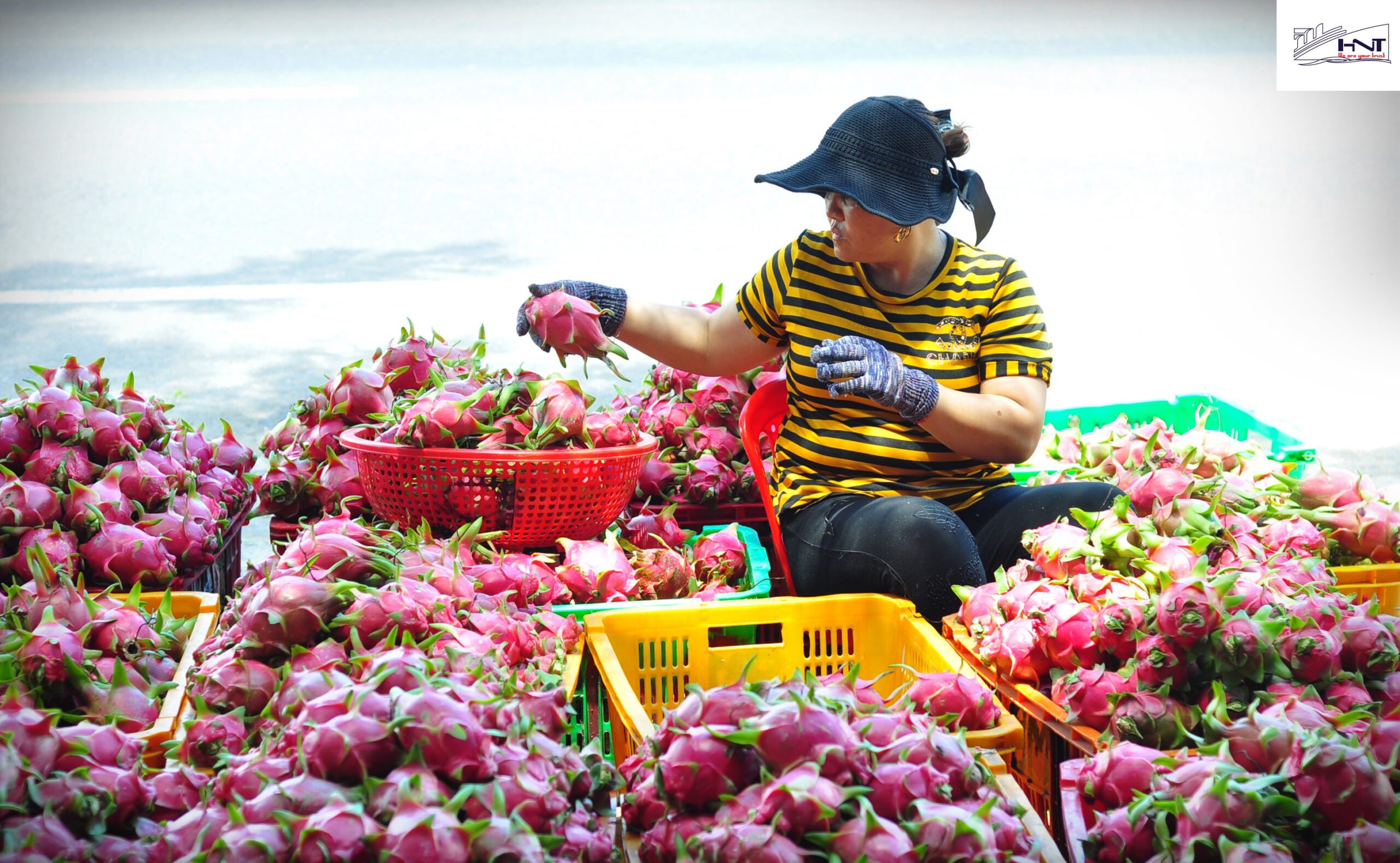 process fruit export