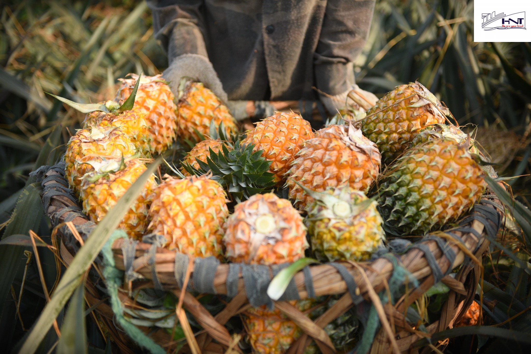 technology preserved fruit exports