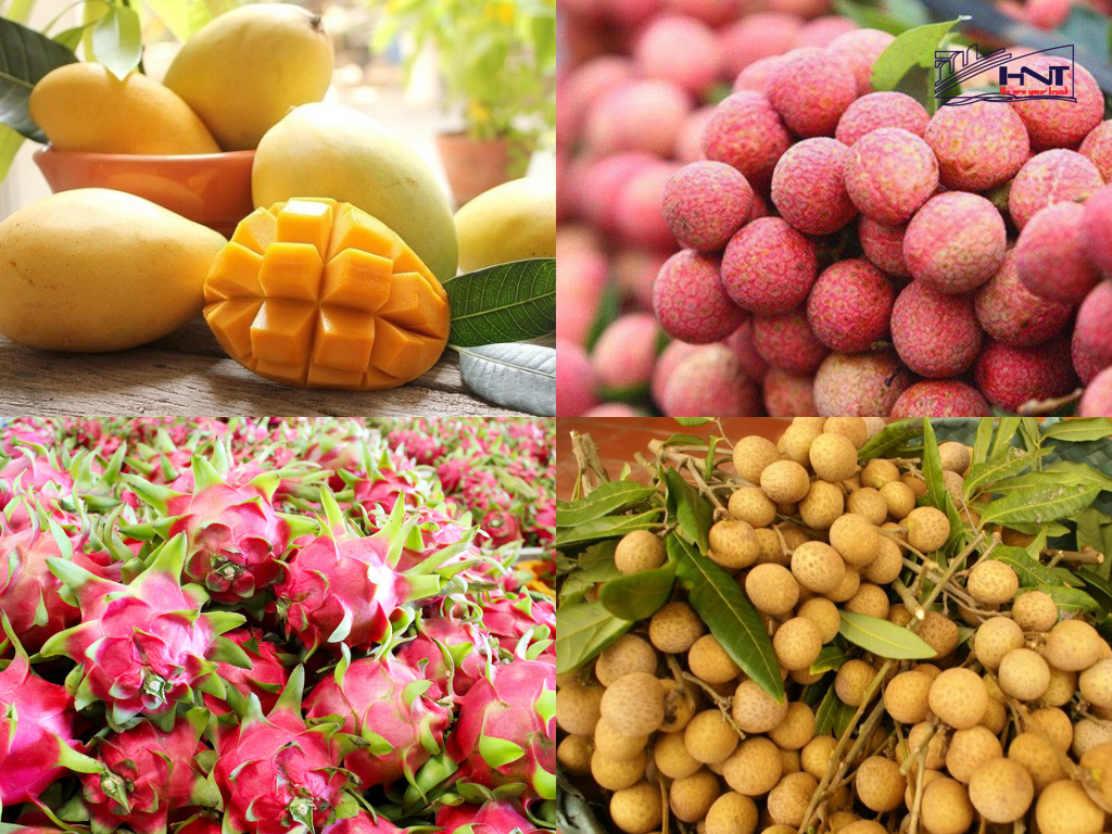 Vietnam export 4 types of fresh fruit to the Australian market is mango, longan, lychee and dragon