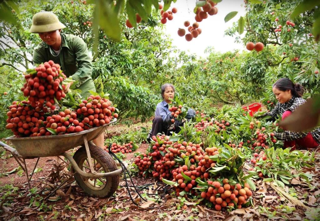 Export Lychee To Australia: Opportunities And Challenges