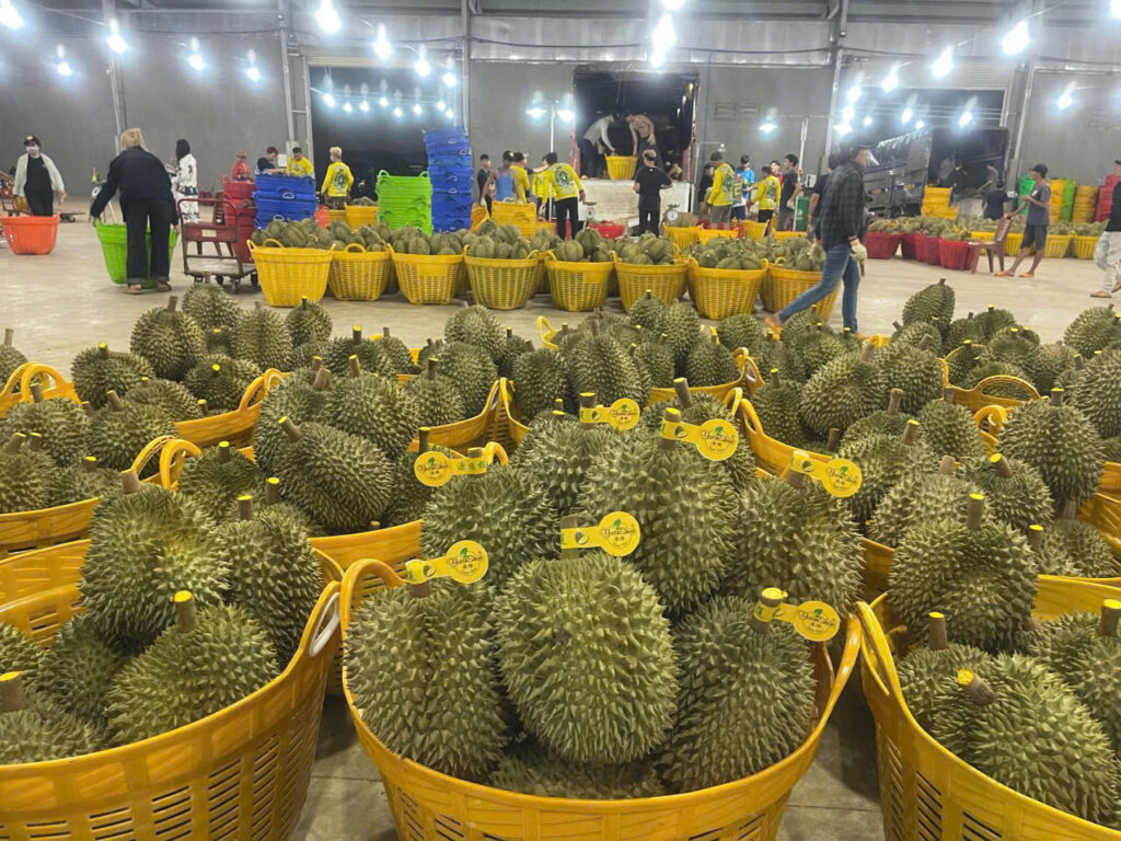 Nguyên Thuận – Kho Hàng Dừa Tươi, Sầu Riêng Chất Lượng Cao