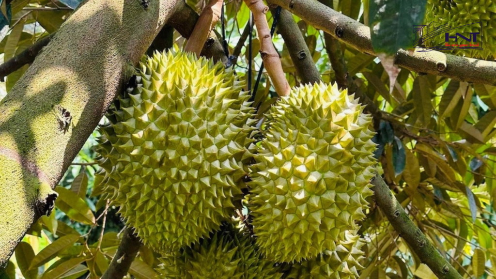 Export Contract Durian