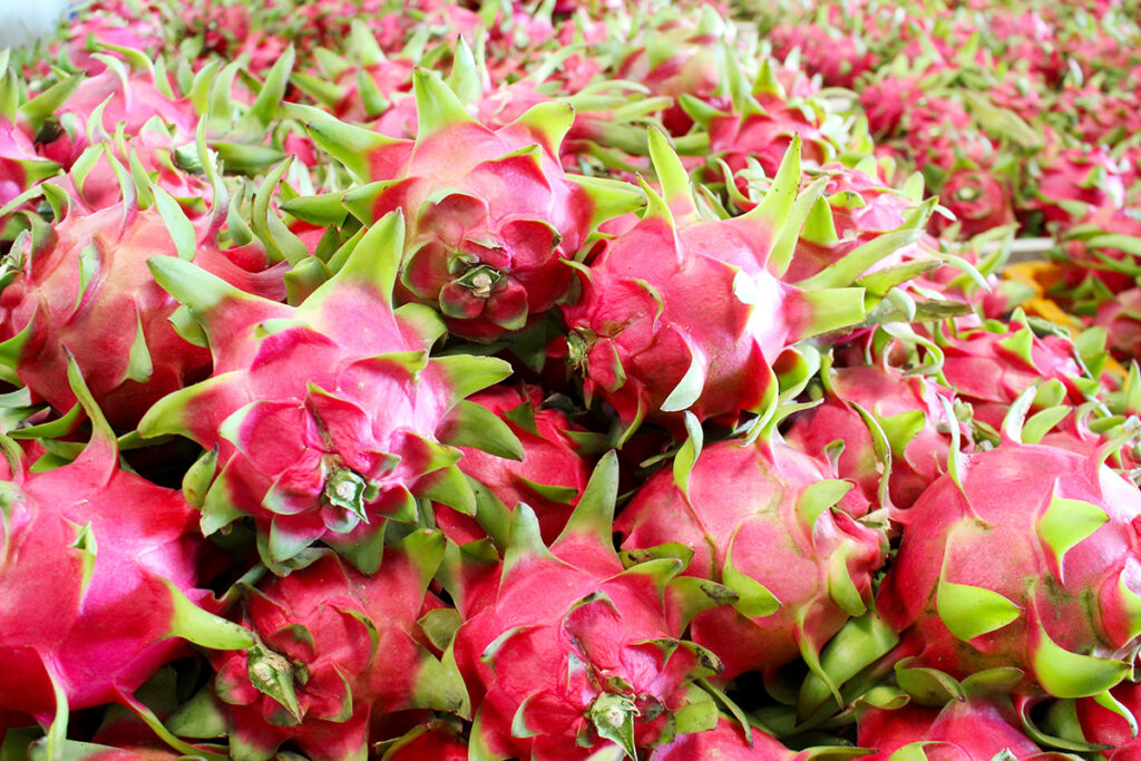 Export Prices Thanh Long: Opportunities And Challenges
