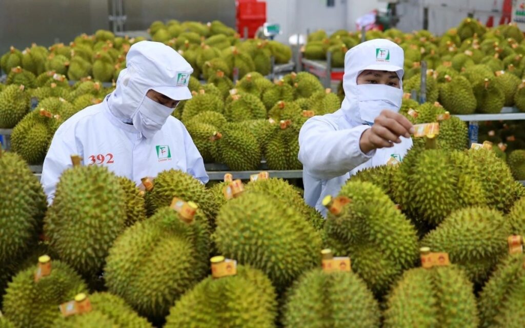 Export Durian: Potential And Opportunities
