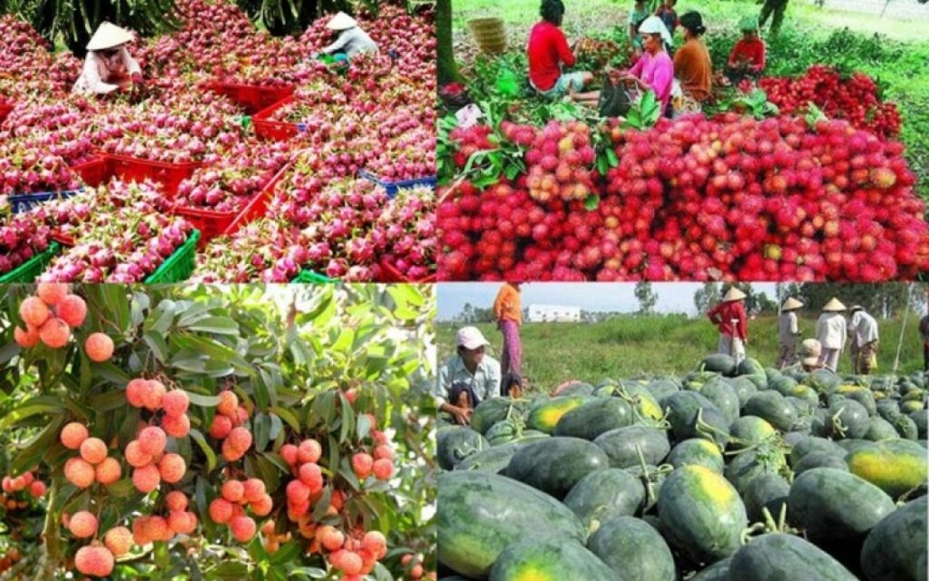 Export of Agricultural Products To China: opportunities And Challenges