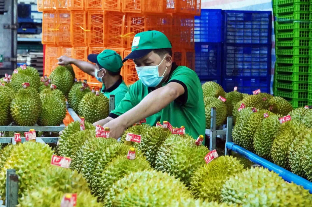 The Export Durian Today: Status And Opportunities