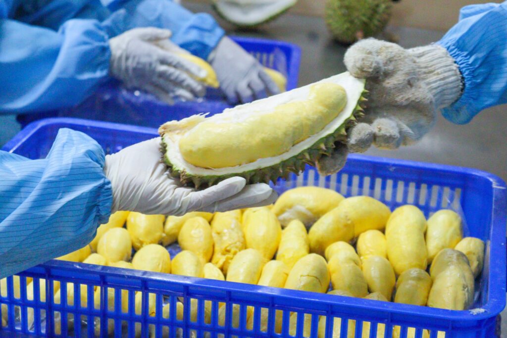 Export Durian Main Exports To China In The Year 2024!