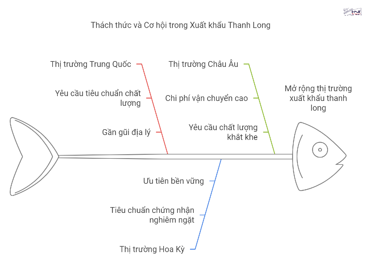 3 thị trường chính khi xuất khẩu thanh long