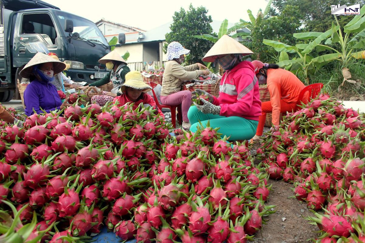 Bộ chứng từ, hồ sơ, thủ tục hải quan xuất nhập khẩu thanh long bao gồm những gì?