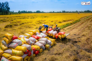 The Evidence From Rice Exports Includes What?