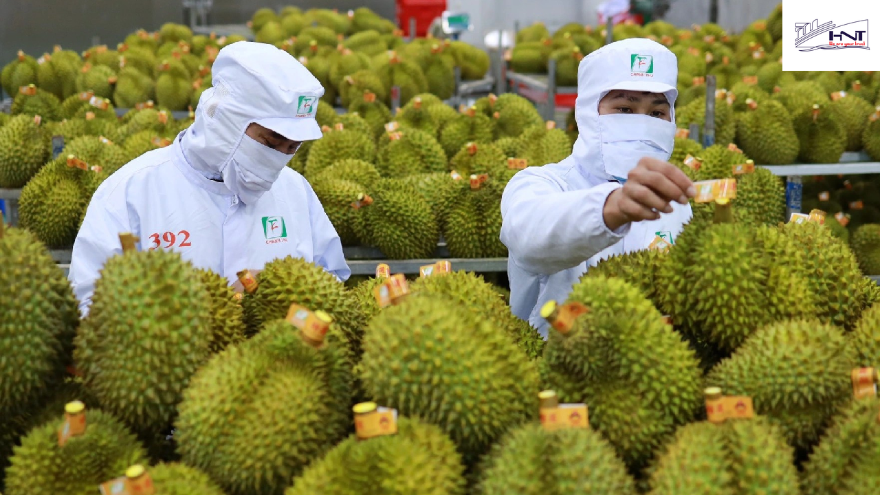 Các loại trái cây Việt Nam ngày càng được ưa chuộng